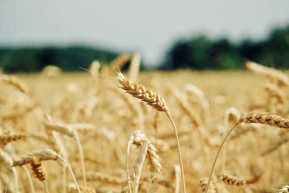 Coopération agricole | Coopérative - Le chiffre d'affaires de Dijon ...