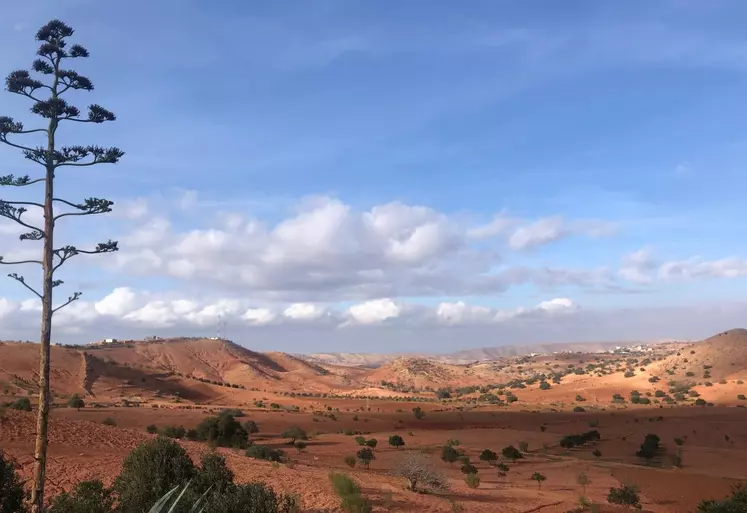 Paysage d'arganiers et d'oliviers et de terres labourées mais non semées au sud de Safi (Maroc) en janvier 2024