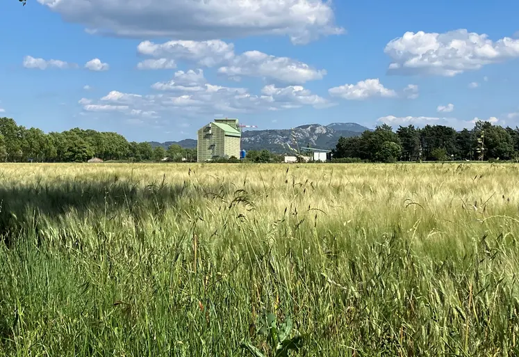 Parcelle de blé dur dans les Bouches du Rhône en juin 2024