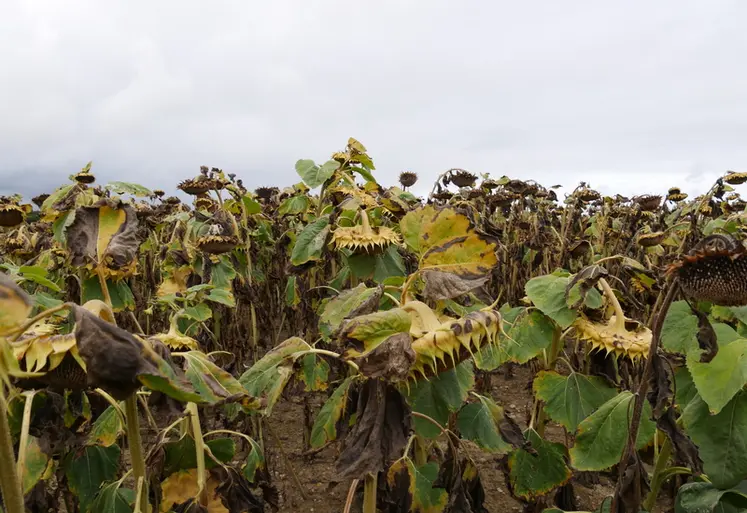 <em class="placeholder">champ de tournesol en fin d&#039;été dans le Cher pas encore au stade de la récolte à cause de feuilles encore vertes et de dos de capitule jaunes</em>