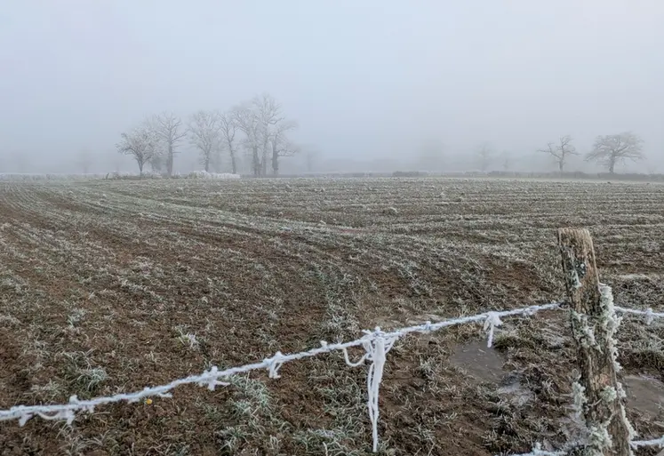 <em class="placeholder">Champ de blé, décembre 2024, département de la Creuse.</em>