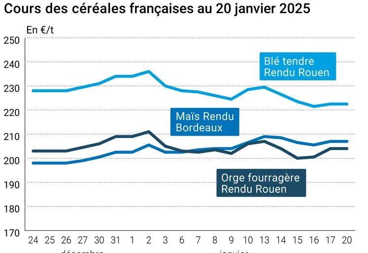 prix du blé tendre rendu Rouen, de l'orge fourragère rendu Rouen et du maïs rendu Bordeaux en juillet août 2024