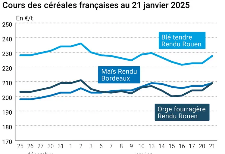 prix du blé tendre rendu Rouen, de l'orge fourragère rendu Rouen et du maïs rendu Bordeaux en juillet août 2024