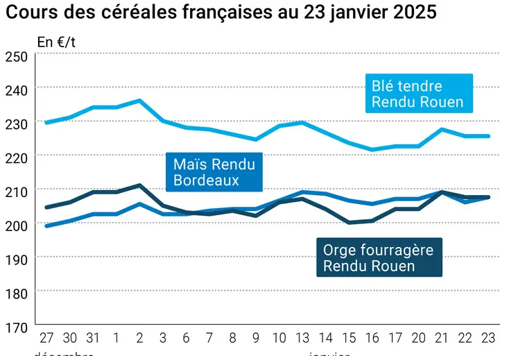 prix du blé tendre rendu Rouen, de l'orge fourragère rendu Rouen et du maïs rendu Bordeaux en juillet août 2024