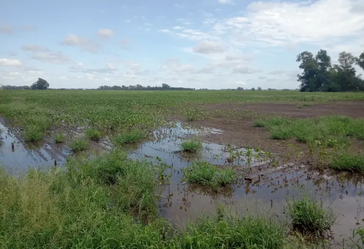 Excès d'eau dans un champ de soja en Argentine.