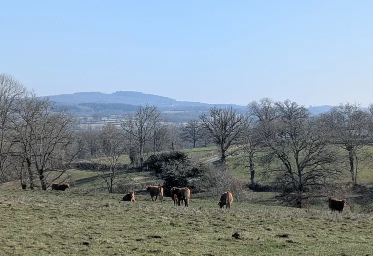 Vaches limousines au pâturage, en Creuse, mars 2025.