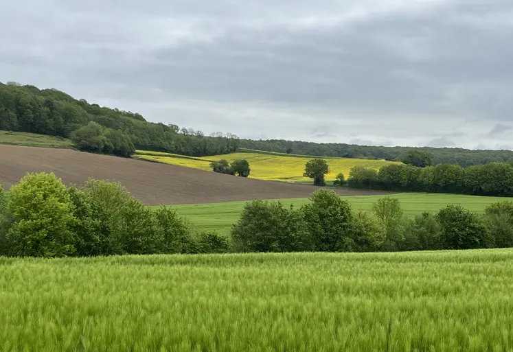 Paysage en mai, diversité culturale, bocage, haies, colza en fleurs, orge.