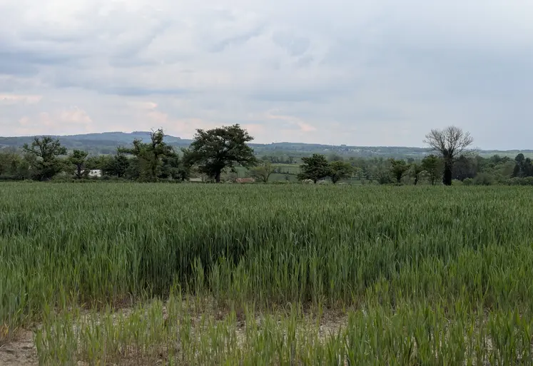 Champ de blé, en Creuse, mai 2025.