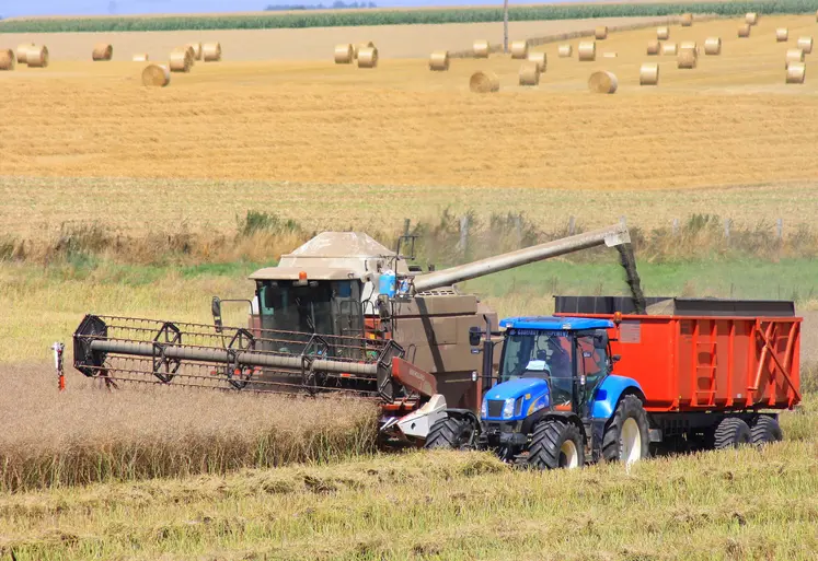 Une moissonneuse batteuse en action dans un champ de colza 2025