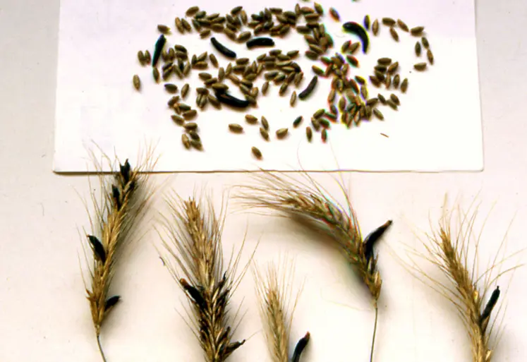 sclérotes d'ergot de seigle dans un épi
