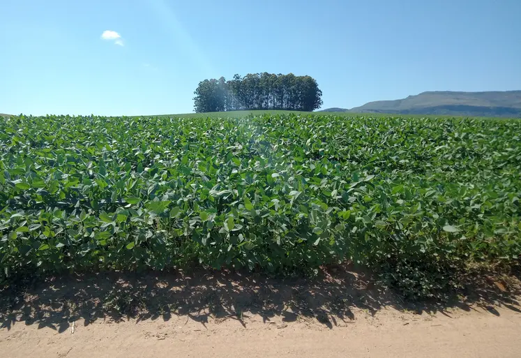 Champ de soja au Minas Gerais. Décembre 2024.