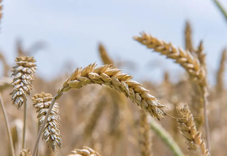La production de céréales sera modérée entre 2025 et 2034 dans le monde
