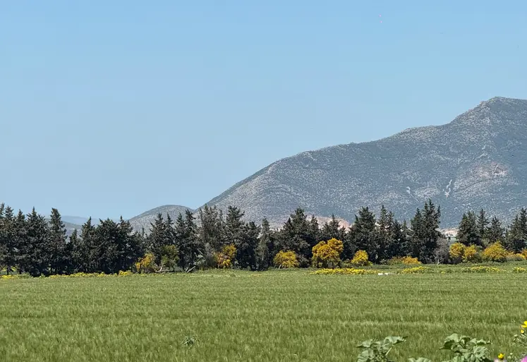 Champ de céréales aux environs de Mateur, Tunisie en avril 2025