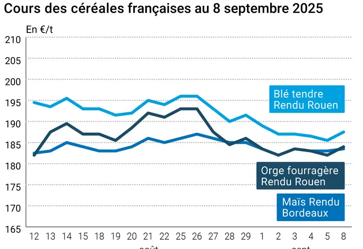 prix du blé tendre rendu Rouen, de l'orge fourragère rendu Rouen et du maïs rendu Bordeaux en juillet août 2024