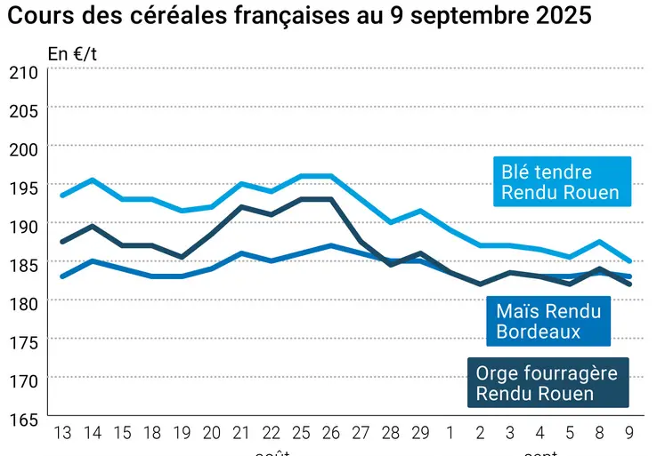 prix du blé tendre rendu Rouen, de l'orge fourragère rendu Rouen et du maïs rendu Bordeaux en juillet août 2024