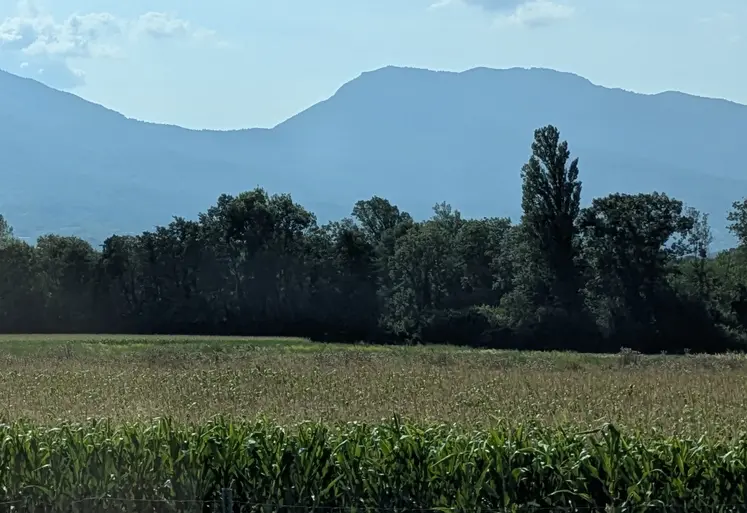 Champ de maïs, Isère, août 2025.
