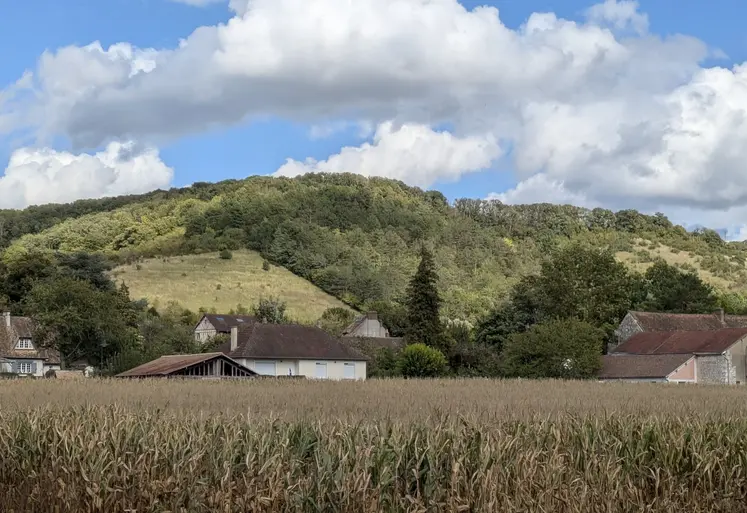 Champ de maïs, Vexin, septembre 2025