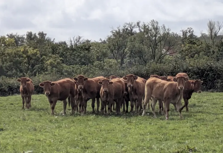 Troupeau de vaches de race limousine dans un pré, Creuse, octobre 2025.