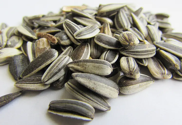 Photo montant quelques graines de tournesol