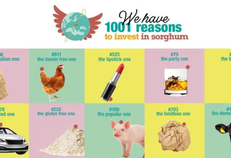 Affiche avec icônes représentant les 1001 raisons de cultiver du sorgho.