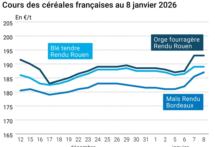prix du blé tendre rendu Rouen, de l'orge fourragère rendu Rouen et du maïs rendu Bordeaux en juillet août 2024
