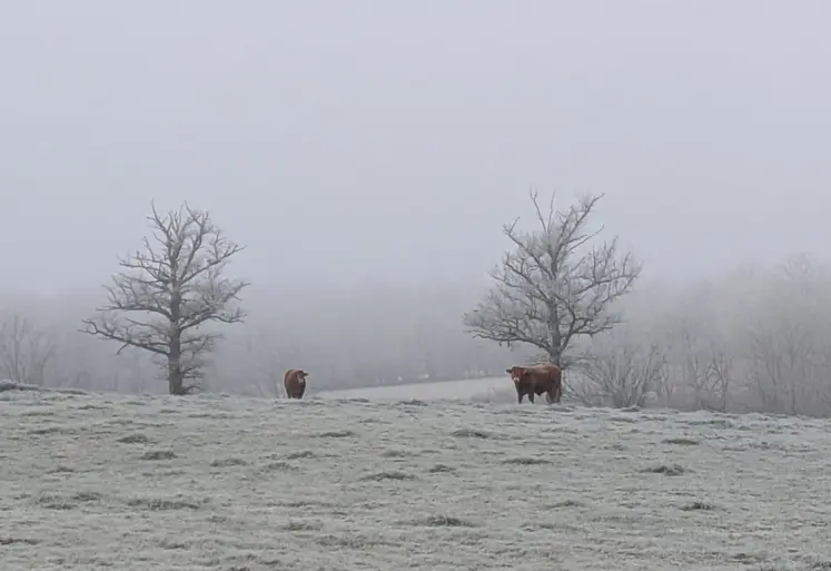 champs sous la gelée blanche avec deux vaches