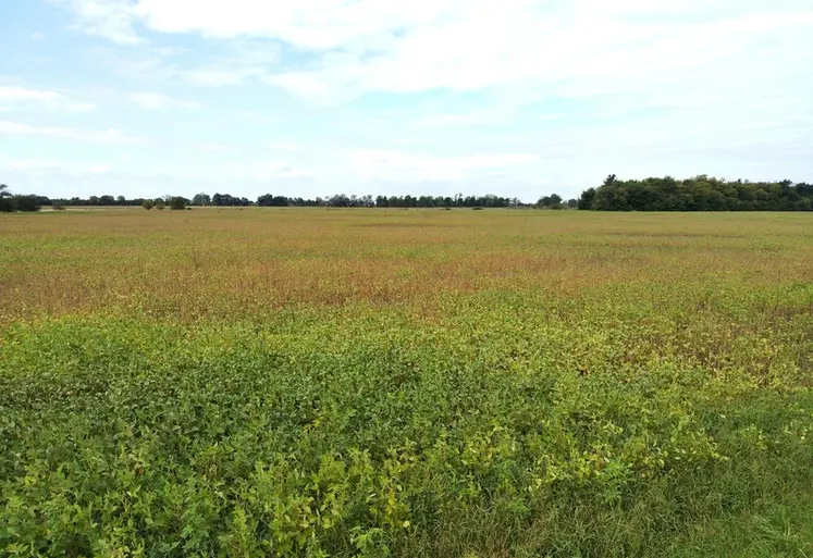 <em class="placeholder">Champ de soja sur le point d'être récolté, dans la province de Buenos Aires, en Argentine.</em>