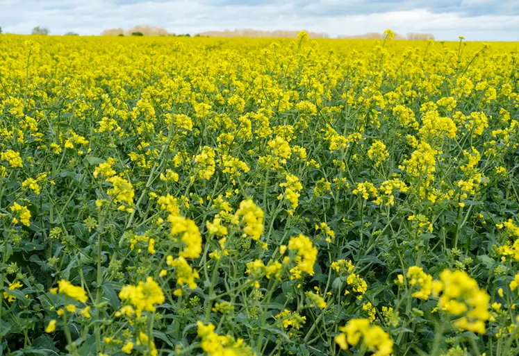 <em class="placeholder">Champ de colza en fleur. Avril 2024 dans le nord de l'Eure-et-Loir</em>
