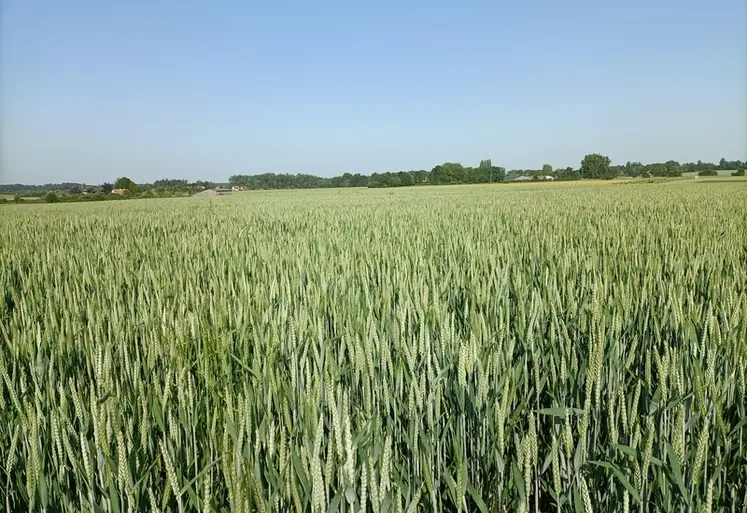 <em class="placeholder">champ de blé en Normandie, mai 2026.</em>