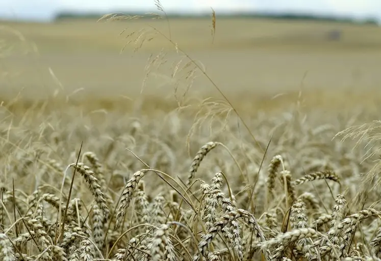 <em class="placeholder">Champ de blé</em>