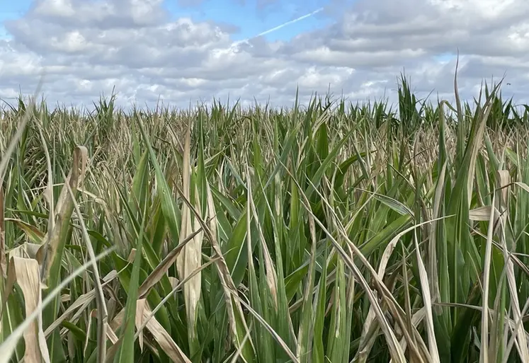 <em class="placeholder">maïs souffrant de la sécheresse et de la canicule en Vendée en juillet 2026</em>
