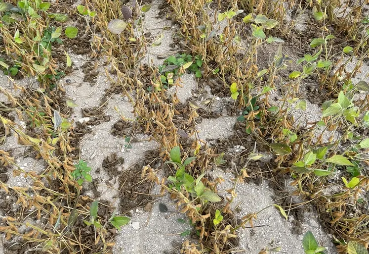 <em class="placeholder">Plants de soja déséchés, sud-ouest de la France, août 2026.</em>
