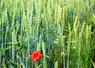 champ de blé avec coquelicot