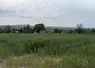 Champ de blé, en Creuse, mai 2025.