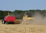 Récolte d'orge d'hiver, avec moissonneuse-batteuse et camion-benne.