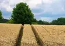 Champ de blé tendre.
