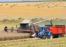 Une moissonneuse batteuse en action dans un champ de colza 2025