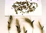 sclérotes d'ergot de seigle dans un épi