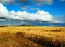 Champ de blé au Kazakhstan.