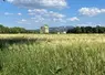 parcelle de blé dur dans les Bouches du Rhône