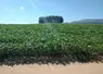 Champ de soja au Minas Gerais. Décembre 2024.