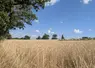 Champ de blé blond, en Creuse, en juillet 2025