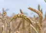 La production de céréales sera modérée entre 2025 et 2034 dans le monde