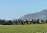 Champ de céréales aux environs de Mateur, Tunisie en avril 2025