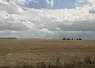 champ moissonné, avec éolienne au loin, Creuse, août 2025