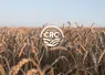 logo CRC