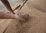 La main d'une personne avec une poignée de blé au dessus d'un tas de blé.