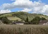 Champ de maïs, Vexin, septembre 2025