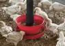 Poulets autour d'une mangeoire, plaine de granulés.