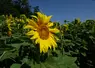Tournesol en fleur dans un champ.